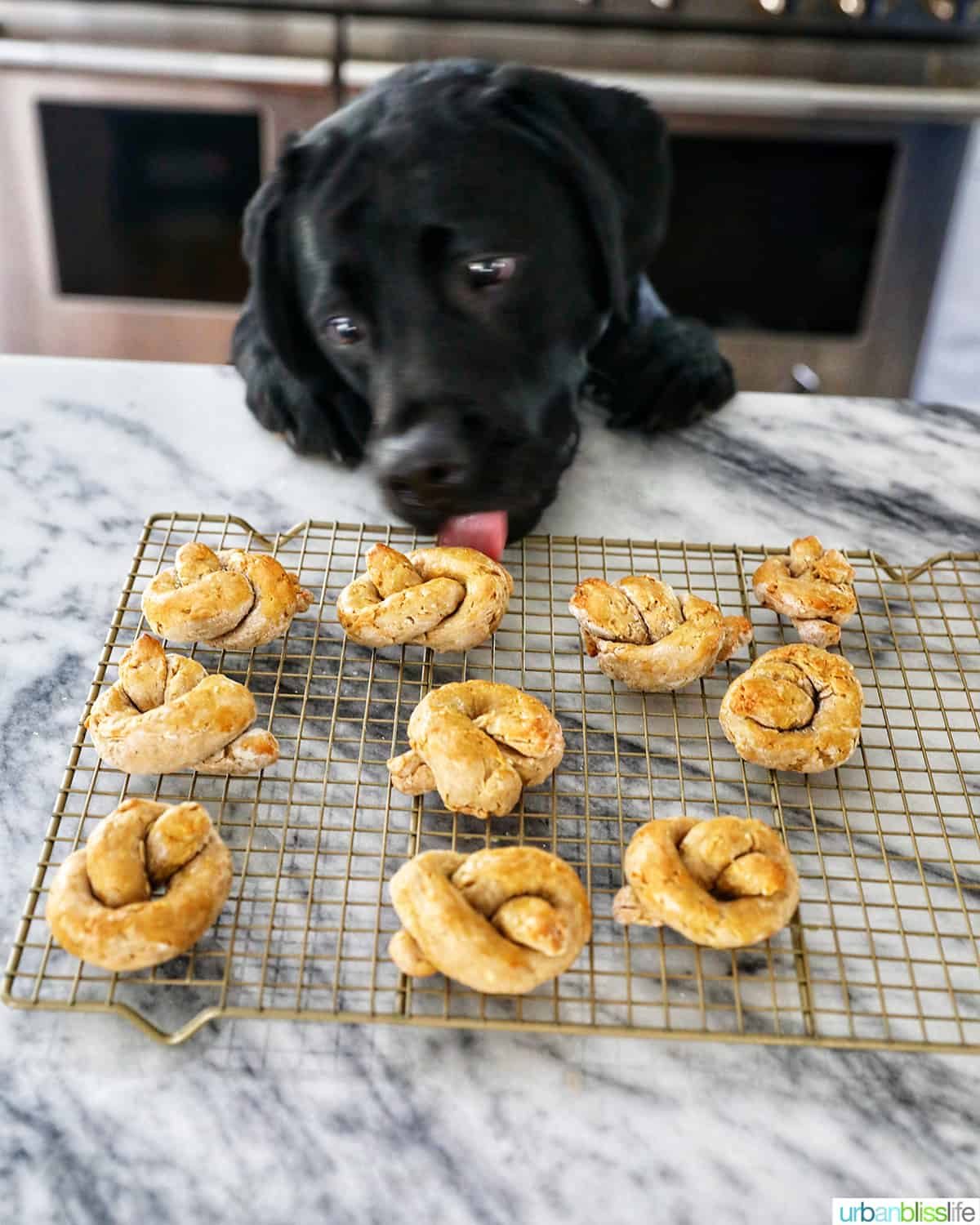 black lab Ace licking a dog pretzel
