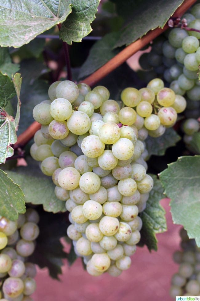 DurantVineyardsChardonnay