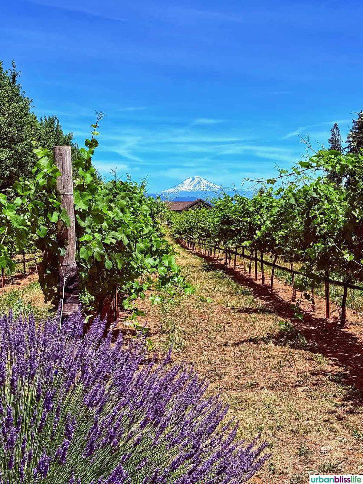 mount hood in the background of a lavender farm and vineyard in Hood River, Oregon.