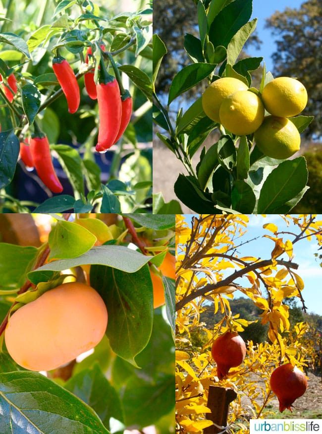 Jordan Estate Winery fruits and vegetable garden