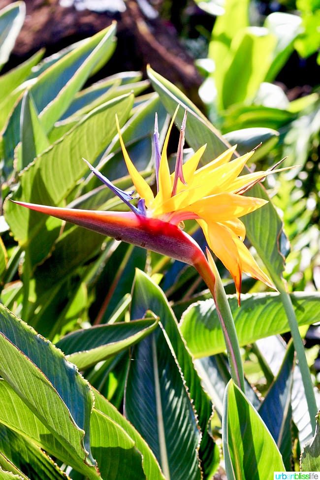 bird of paradise