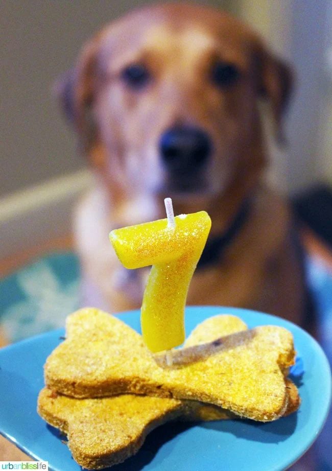Bliss Dog turns 7 on UrbanBlissLife.com