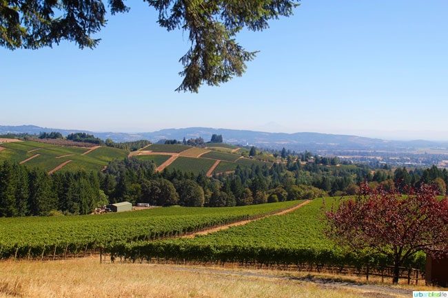 Knudsen Vineyard views