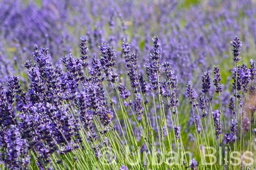 lavender