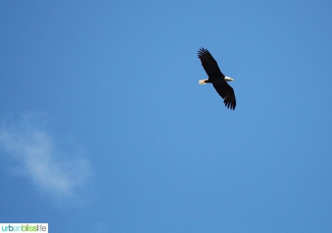 Bald eagle at the National Bison Range in Montana