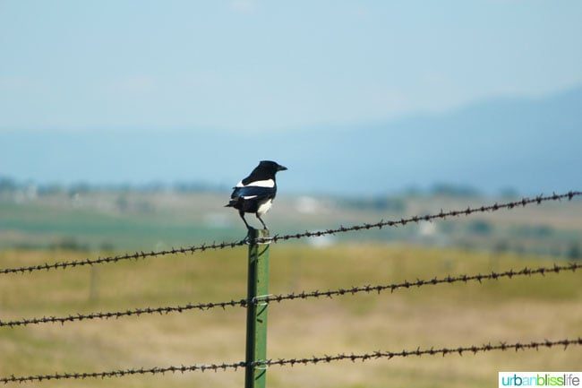 Travel: National Bison Range, Montana on UrbanBlissLife.com