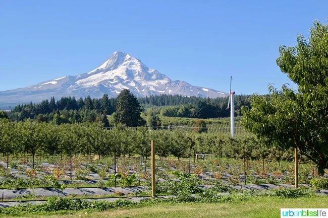 Kiyokawa Orchards in Hood River, Oregon. UrbanBlissLife.com