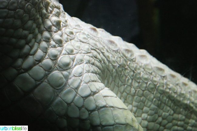 Family fun activities in New Orleans, Louisiana on UrbanBlissLife.com