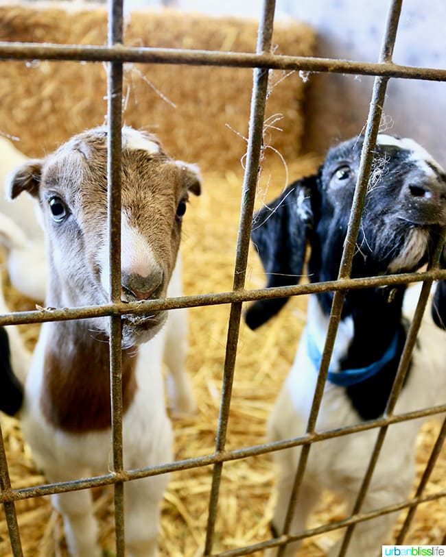 Penny Royal Farm
