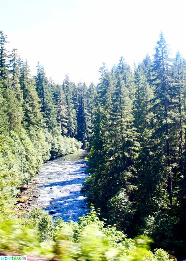 central oregon forest and river