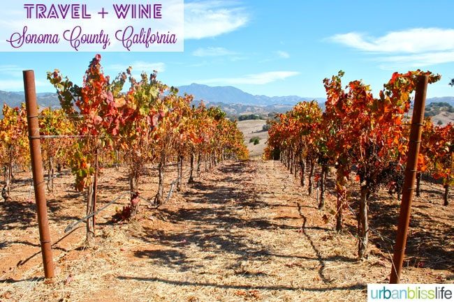 vineyards of sonoma county, california
