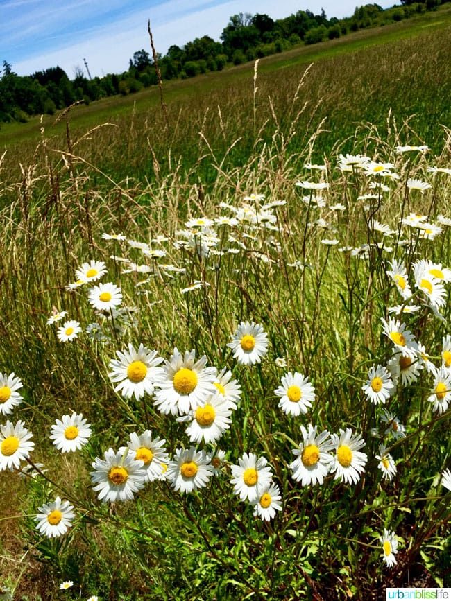 Travel to Tualatin River National Wildlife Refuge on UrbanBlissLife.com