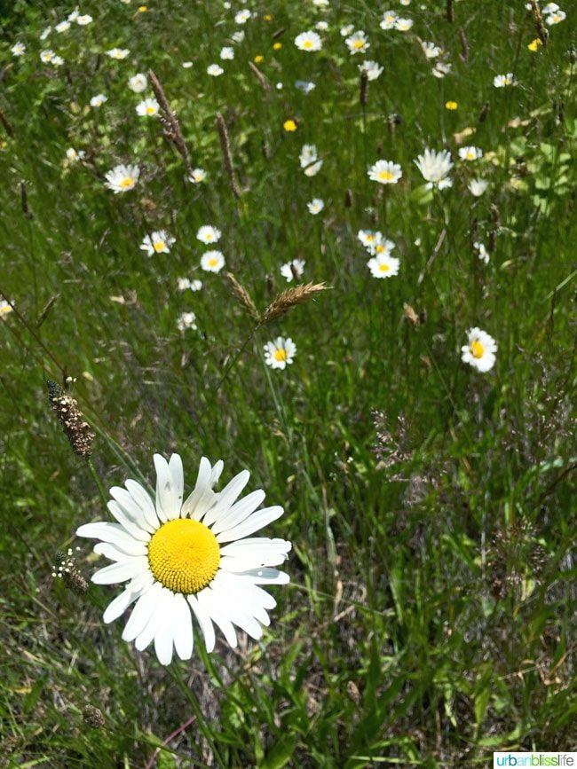 Travel to Tualatin River National Wildlife Refuge on UrbanBlissLife.com