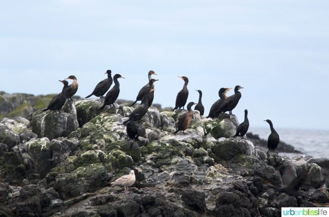 Whale & Wildlife Watching Tours in Victoria BC on UrbanBlissLife.com
