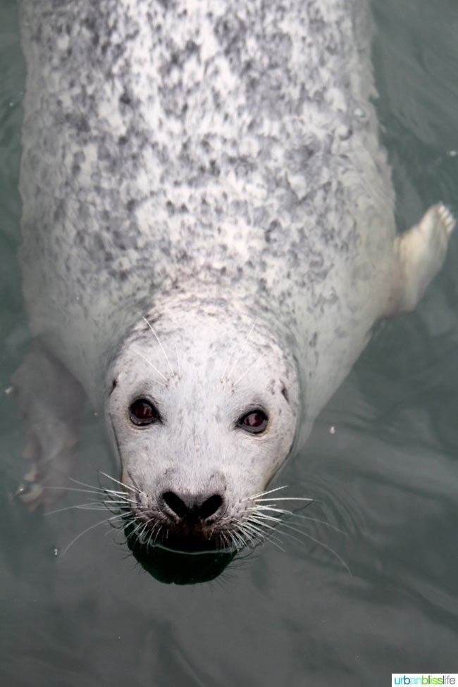 Whale & Wildlife Watching Tours in Victoria BC on UrbanBlissLife.com