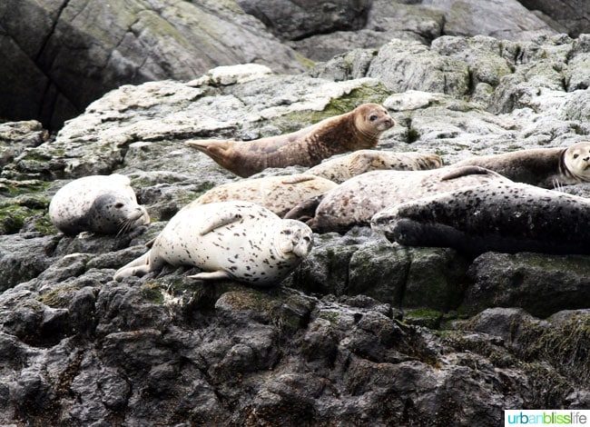 Whale & Wildlife Watching Tours in Victoria BC on UrbanBlissLife.com