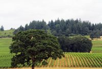 Stoller Winery Marks Two Decades of Excellence