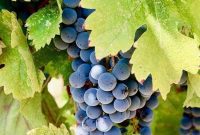 Troon Vineyard: A Taste of Applegate Valley Terroir