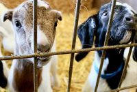 Pennyroyal Farm: Crafting California’s Best from Dairy to Vine