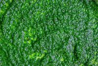 Effortless Spinach Pesto