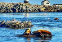 Victoria BC: Experience the Island Capital