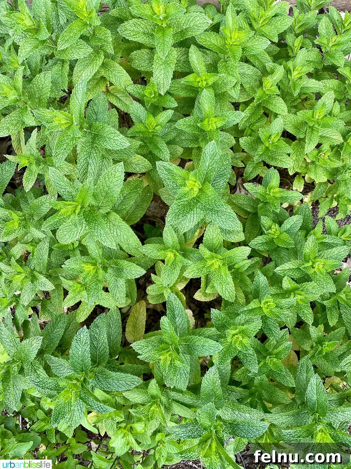 Mint leaves growing in the garden