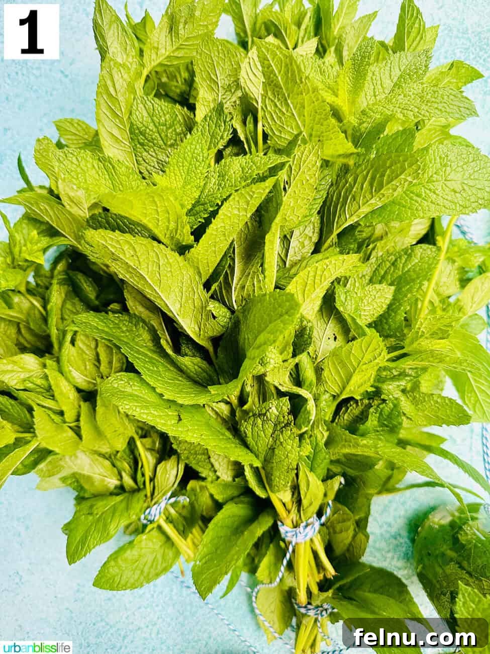 Bunch of mint leaves tied together with kitchen twine