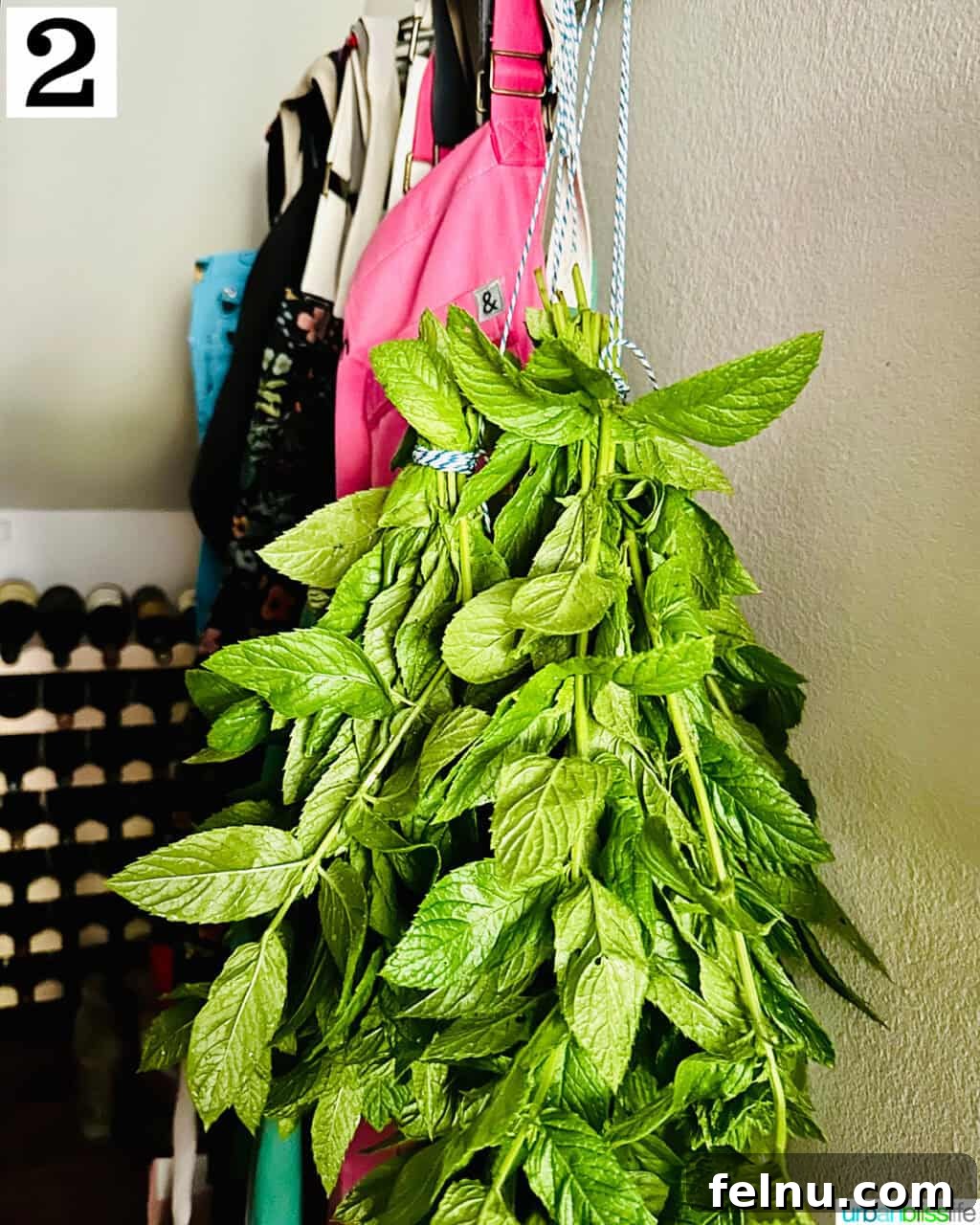 Bunch of mint leaves drying in a pantry hanging upside down