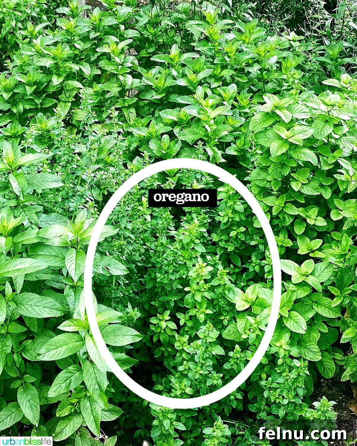 How to Dry Oregano at Home 4 mint and oregano growing in the garden.