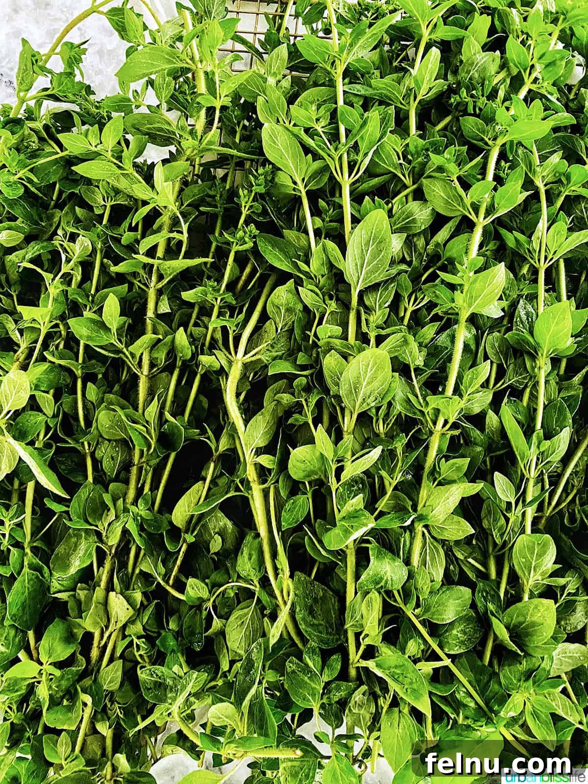 How to Dry Oregano at Home 5 oregano leaves and stems.