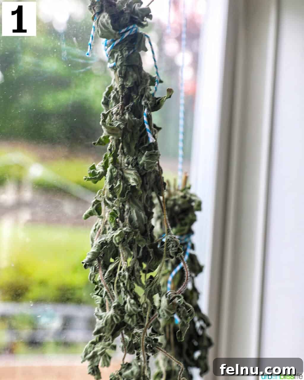 How to Dry Oregano at Home 6 oregano leaves hanging upside down in a sunny window.