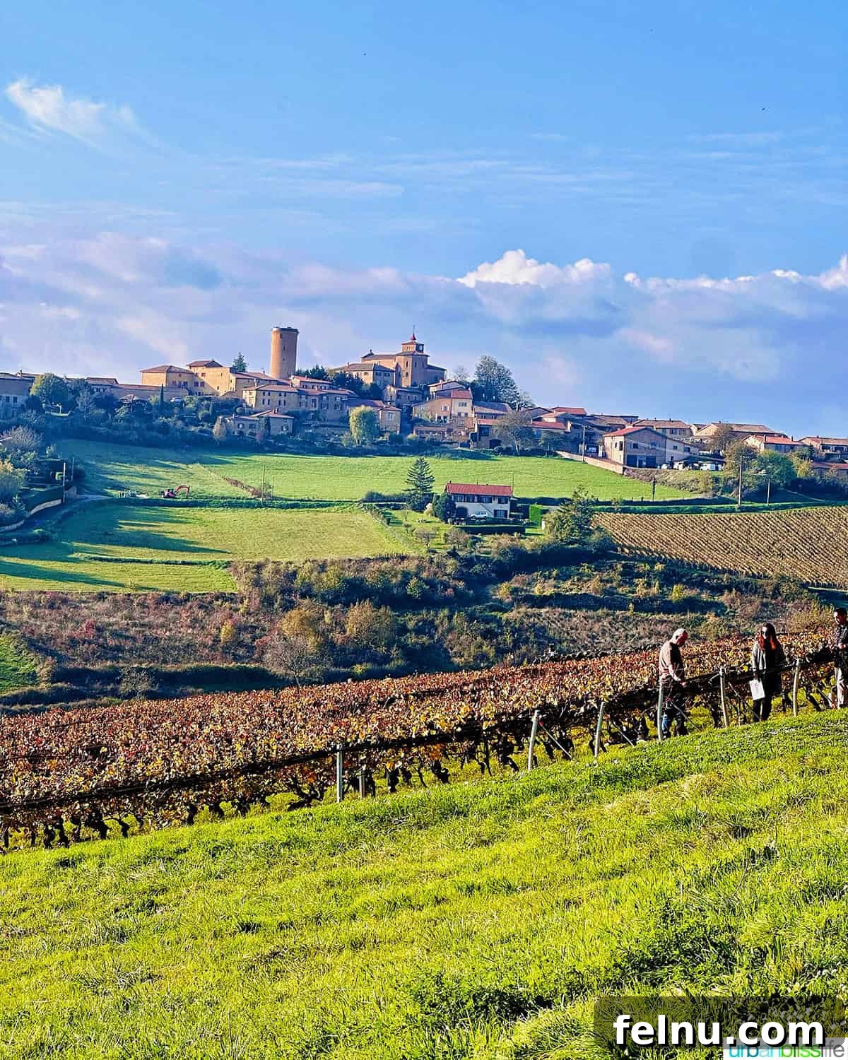 AmaWaterways Cruises: A Provence River Cruise to Remember 3 Beaujolais Vineyard Village View