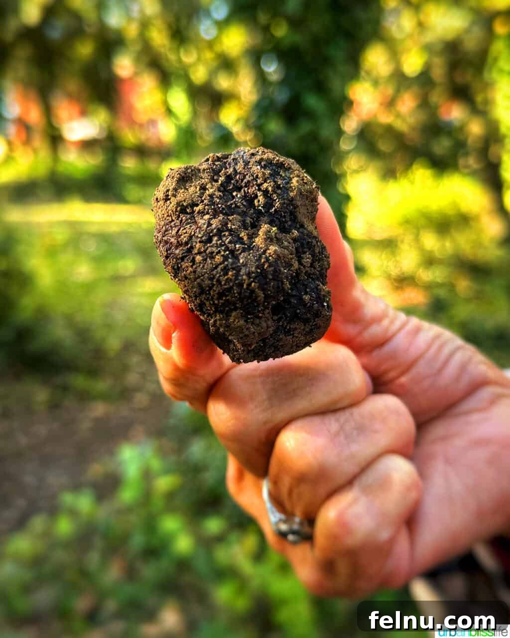 AmaWaterways Cruises: A Provence River Cruise to Remember 40 Truffle Farm Truffle