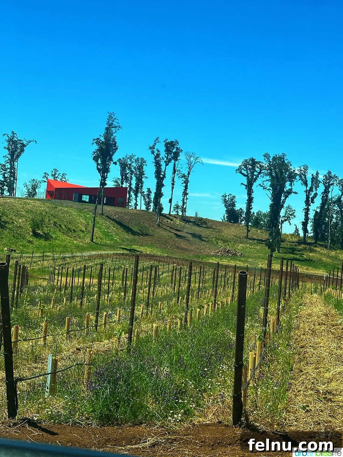 Corollary Wines
Offshoot Wines 5 Corollary Wines Vineyard and Tasting Room
