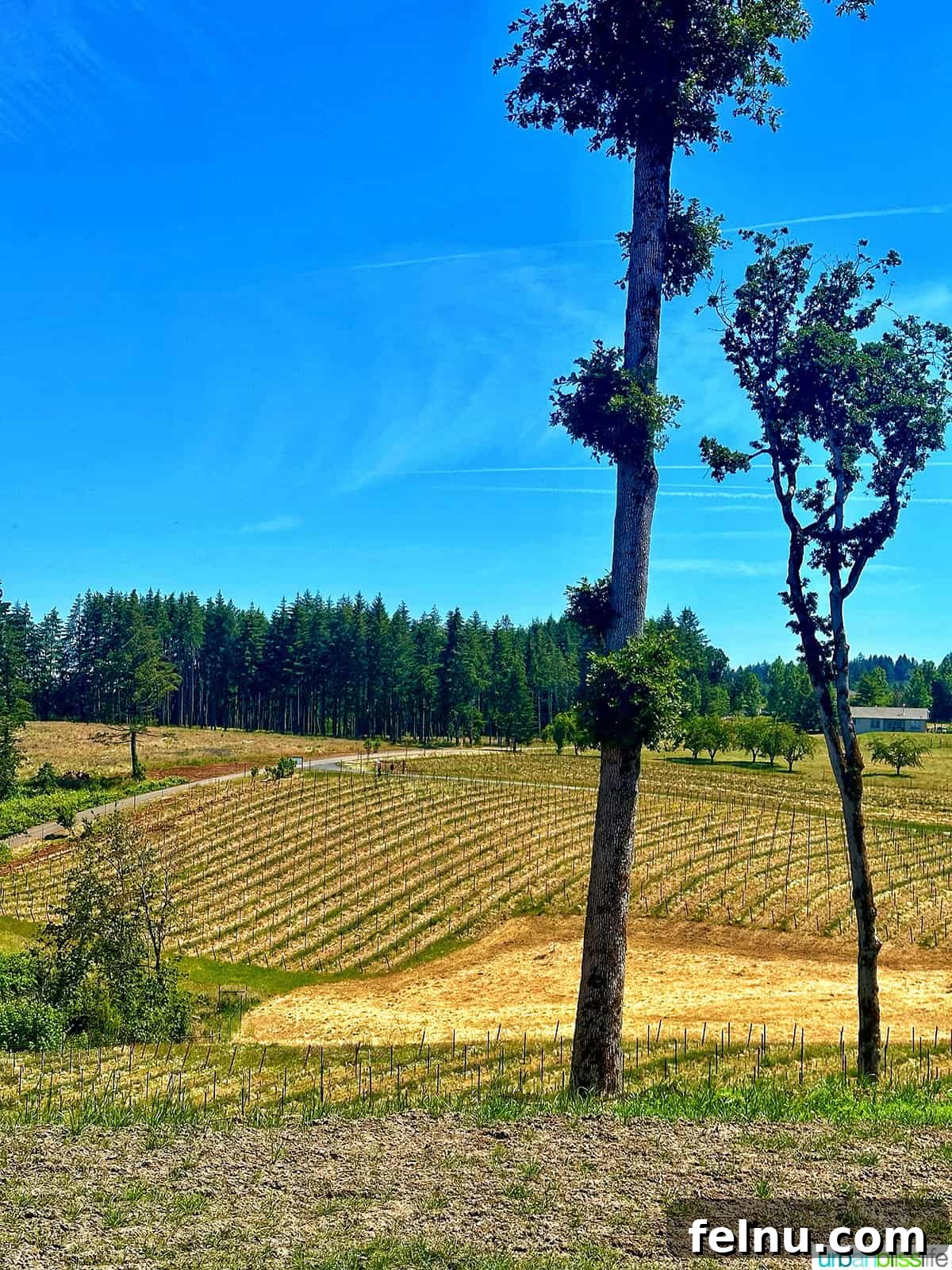 Corollary Wines
Offshoot Wines 8 Vineyard View at Corollary Wines