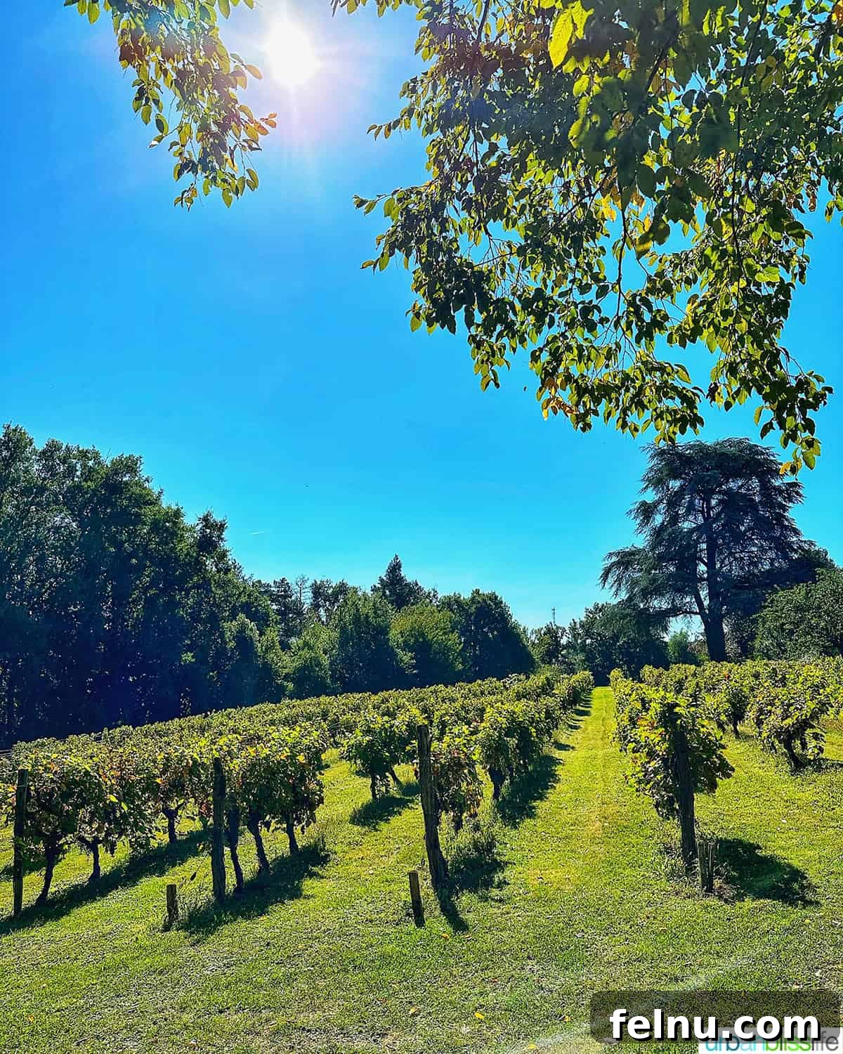 Vineyards at Chateau de Valcreuse in La Roche-Posay, France