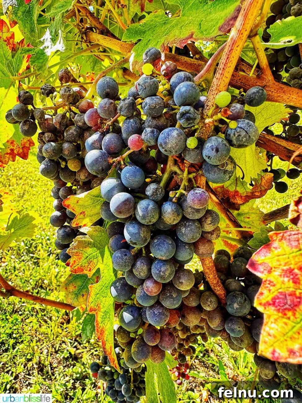 Cabernet Sauvignon grapes at Chateau de Valcreuse
