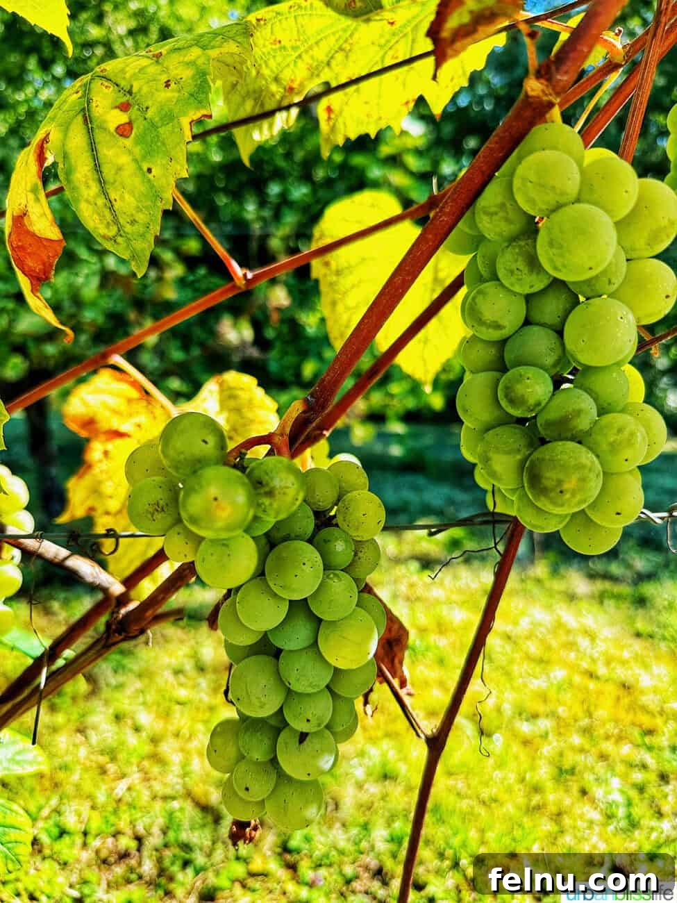 Green grapes at Chateau de Valcreuse