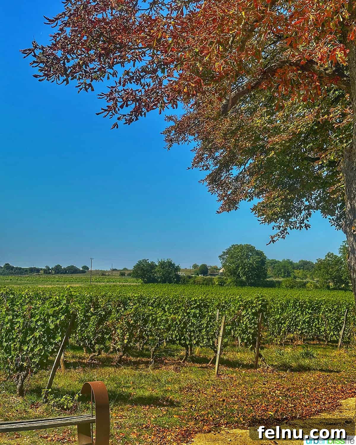 Uncorking the Elegance of Chateau de la Grille 11 A stunning autumn vineyard scene at Château de la Grille in Chinon, France, with vibrant fall foliage enhancing the historic estate's beauty.