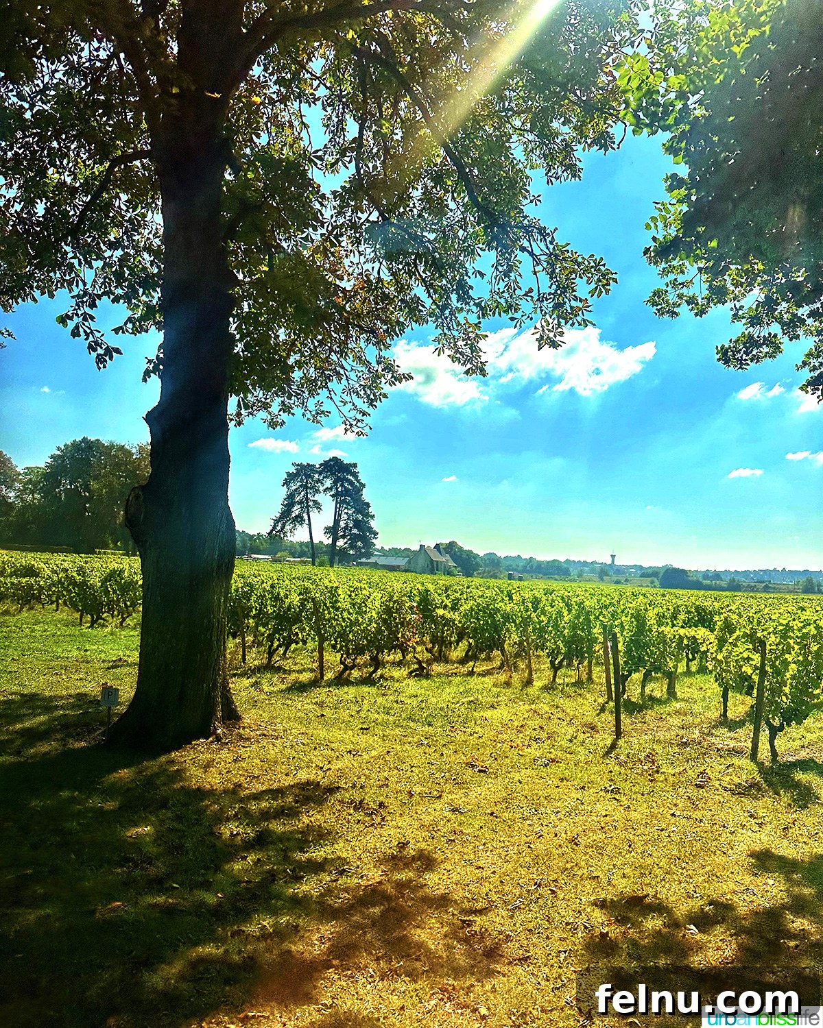 Uncorking the Elegance of Chateau de la Grille 3 Expansive vineyard at Château de la Grille, showing rows of grapevines stretching toward the historic estate buildings.