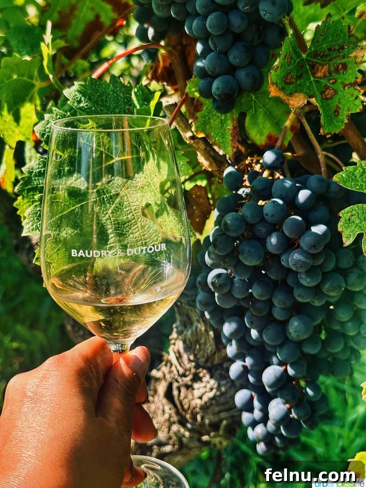 Uncorking the Elegance of Chateau de la Grille 5 A delicate white wine in a glass, with fresh green grapes artistically placed beside it, symbolizing the freshness of Château de la Grille's Chenin Blanc.