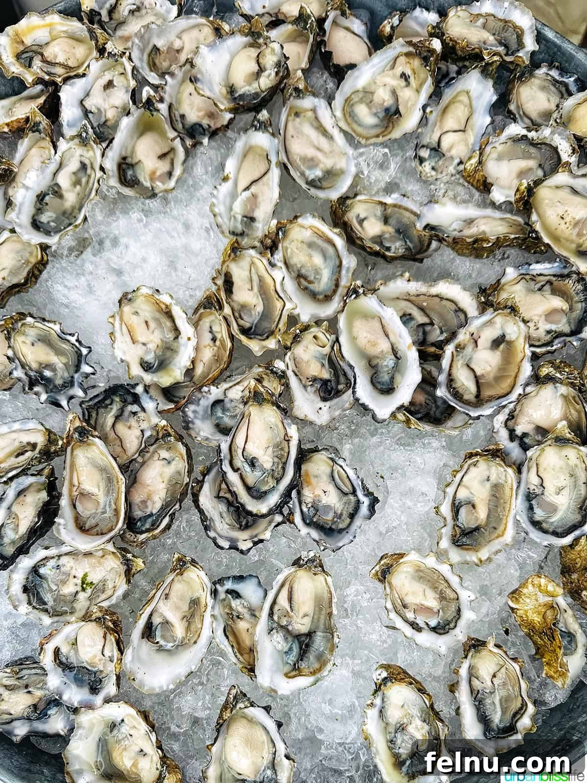 Elevate Your Oysters The Perfect Wine Pairings 3 A close-up shot of fresh oysters presented on a bed of crushed ice.