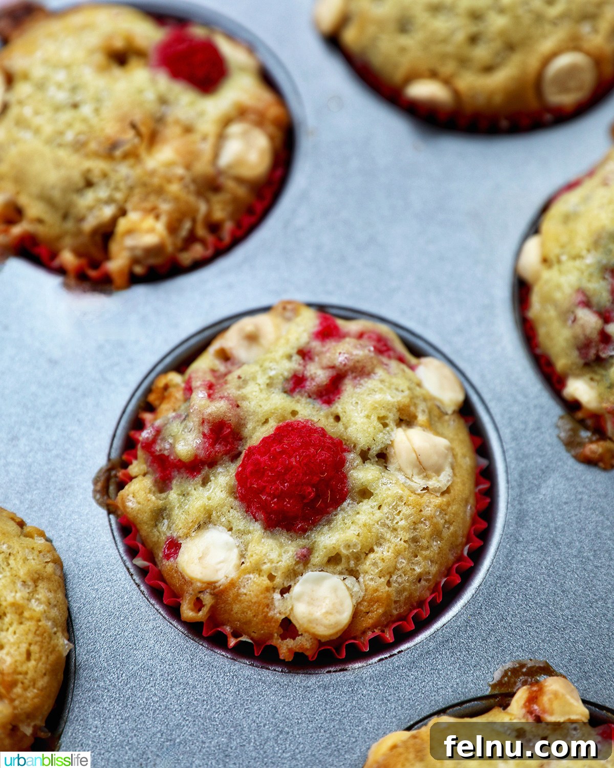 raspberry white chocolate chip muffins in a muffin pan.