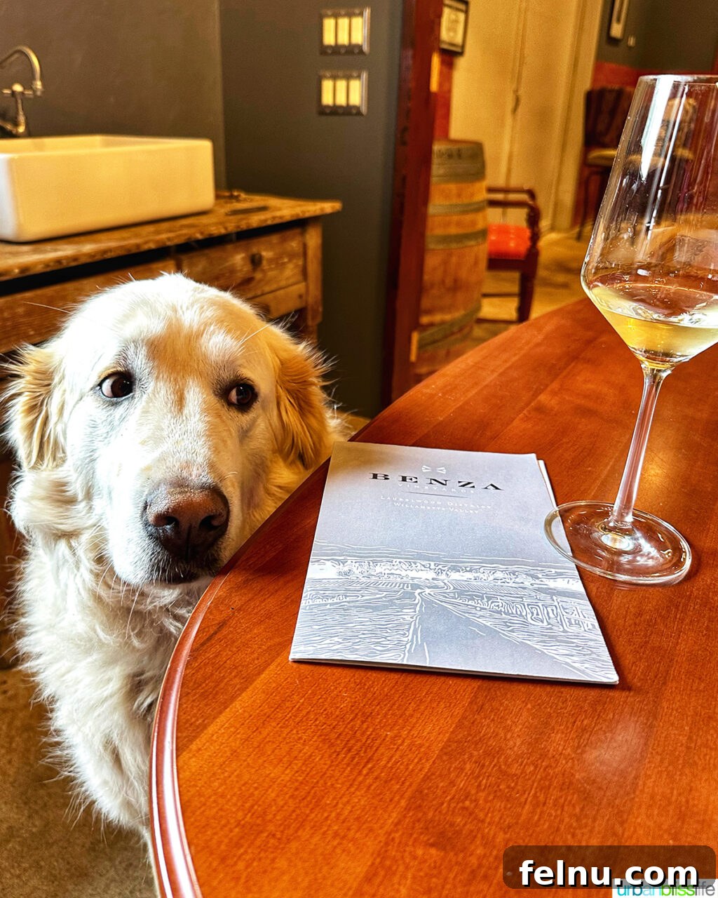 Benza Vineyards: A Legacy of Fine Wine 9 Chloe dog at Benza Vineyards
