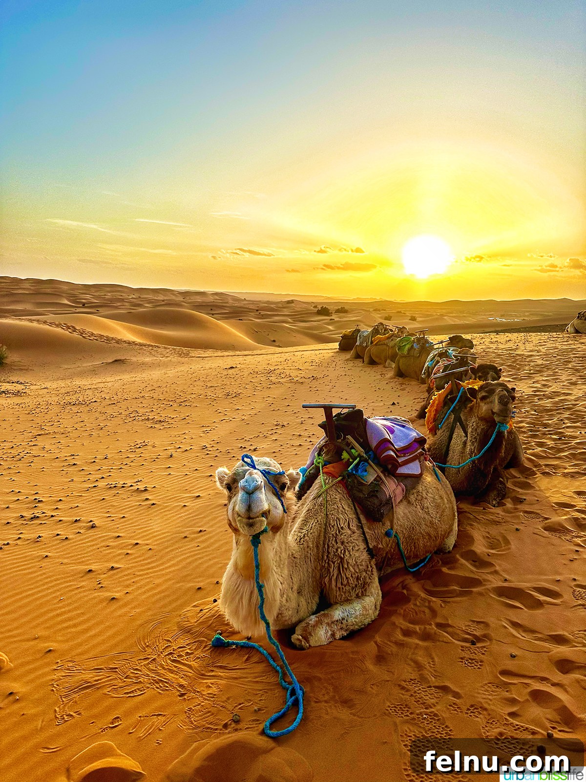 Morocco's Sahara Desert Adventure Guide 4 Three camels resting on the sand dunes at sunset in the Sahara Desert in Morocco.