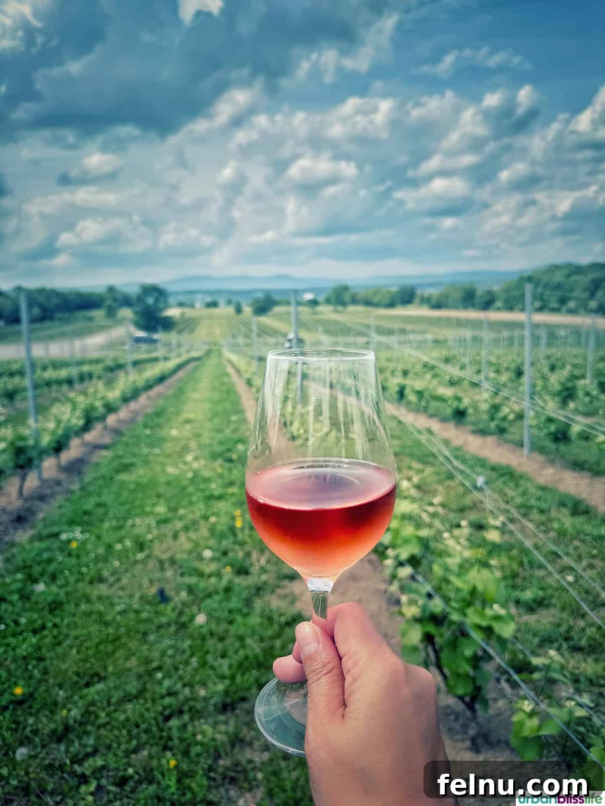 A Taste of Quebec: Culinary Hotspots in the City 14 A hand holding a glass of rosé wine against the backdrop of a picturesque vineyard at Vignoble Ste-Pétronille.