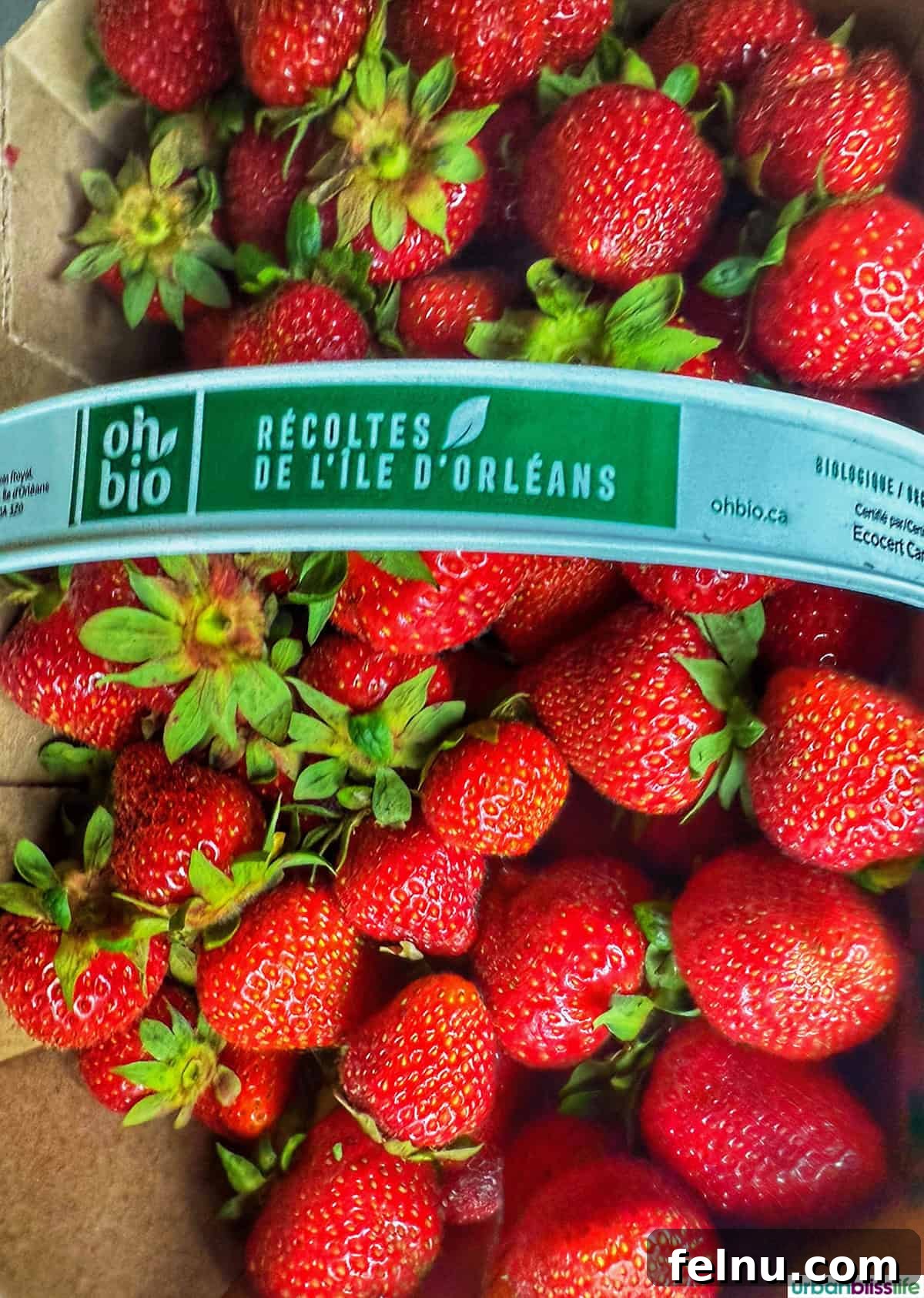 A Taste of Quebec: Culinary Hotspots in the City 3 A vibrant basket brimming with fresh Quebec strawberries, showcasing the region's agricultural bounty.