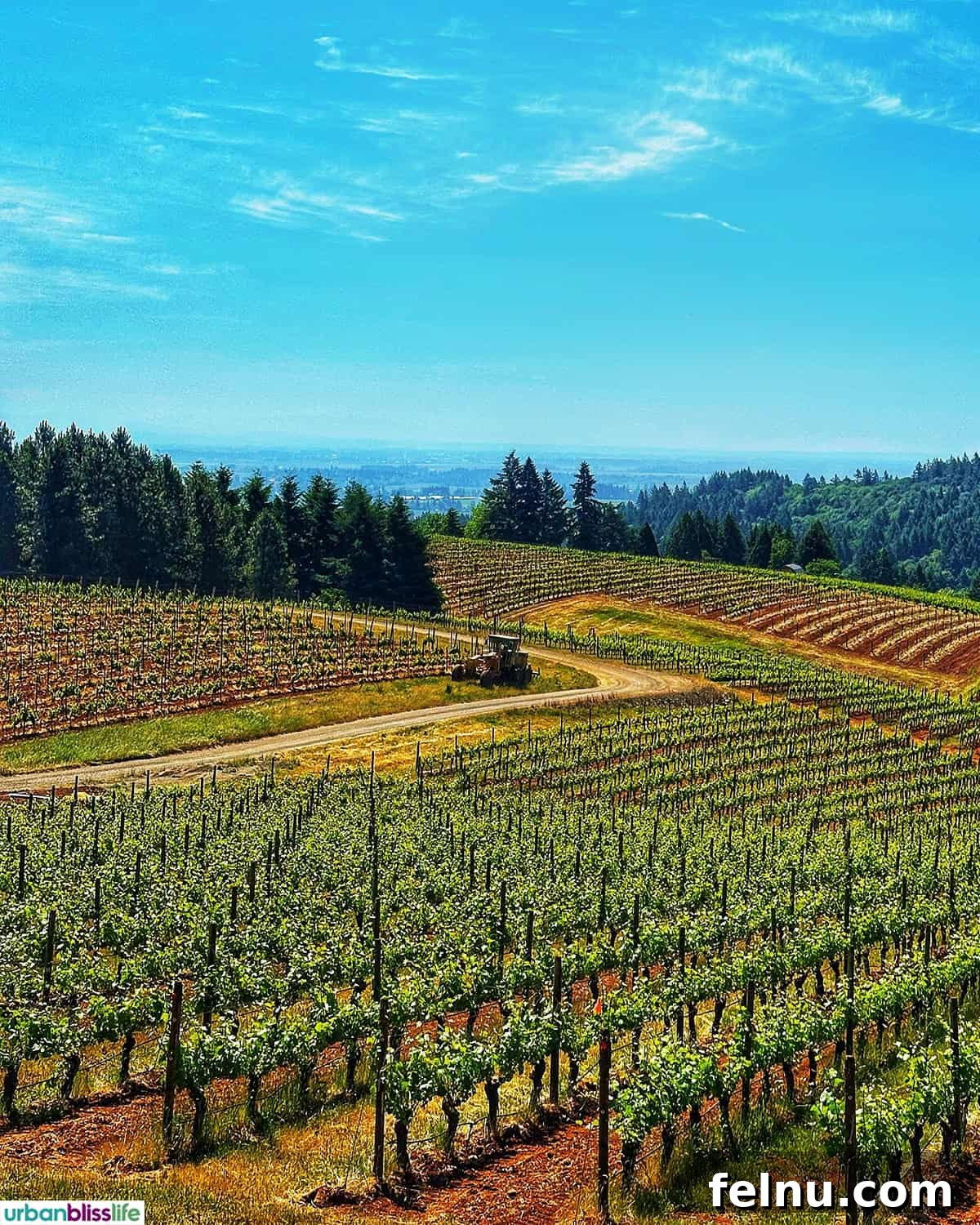 LucidWild Properties 11 LucidWild vineyard