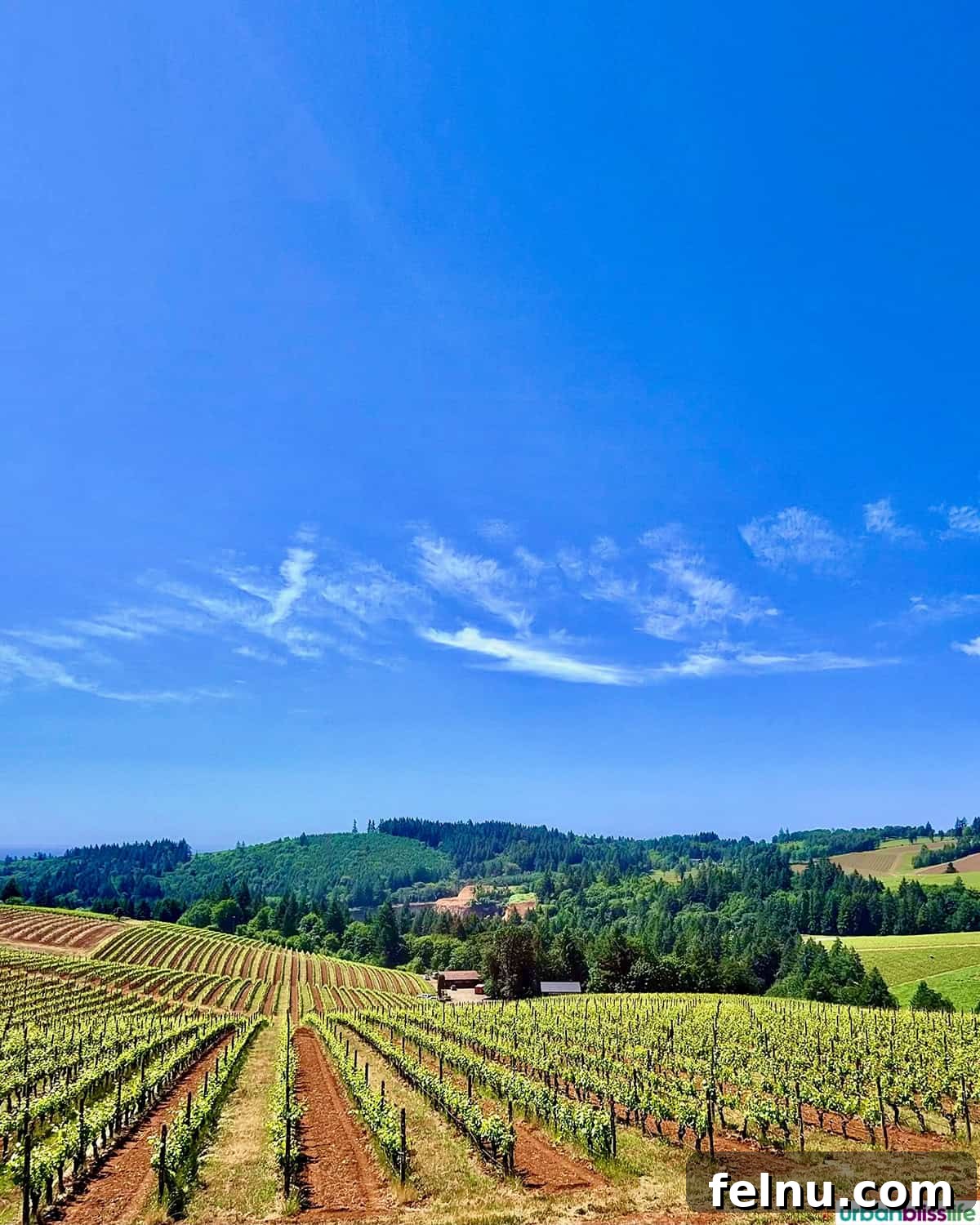 LucidWild Properties 4 LucidWild Vineyards