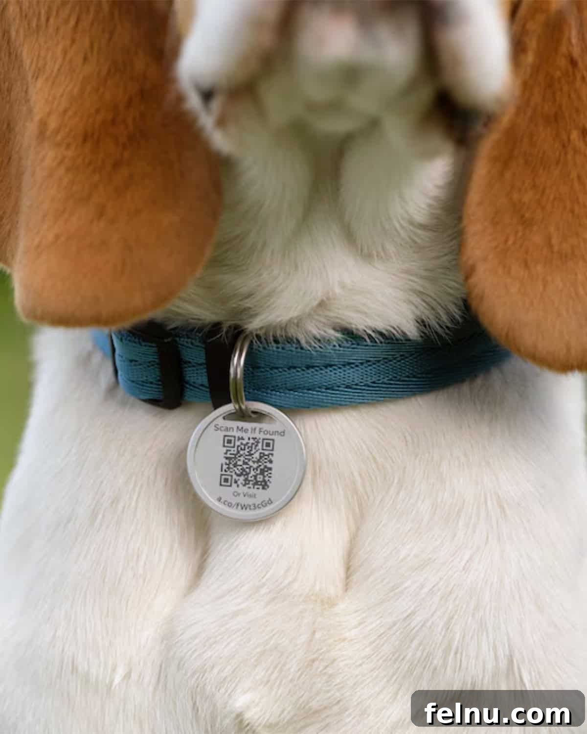 Top Dog Gifts for 2025 4 Ring pet tag helps keep pets safe with QR code technology.